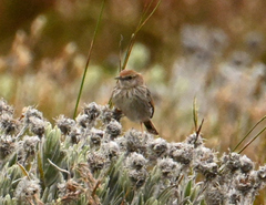 Cisticola subruficapilla