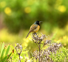 Anthobaphes violacea