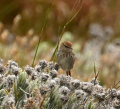 Cisticola subruficapilla