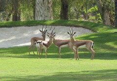 Gazella dorcas