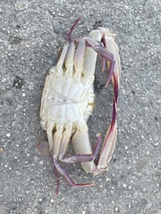 Achelous xantusii