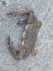 Achelous xantusii