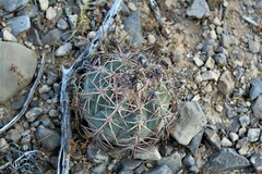 Echinocactus horizonthalonius