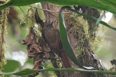 Glyphorynchus spirurus