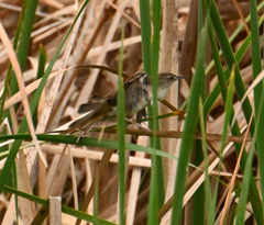 Bradypterus baboecala