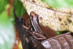 Dendrobatoidea
