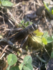Gryllus pennsylvanicus