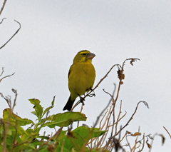 Crithagra sulphurata