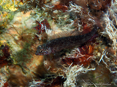 Malacoctenus macropus