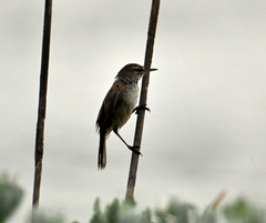 Acrocephalus gracilirostris