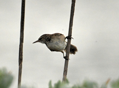 Acrocephalus gracilirostris