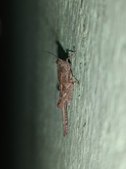 Tetrigidae