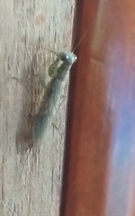 Chaeteessa