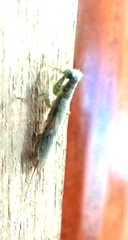 Chaeteessa