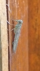 Chaeteessa