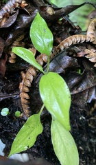 Columnea