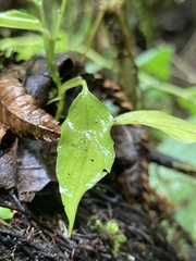 Columnea