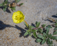 Oenothera humifusa