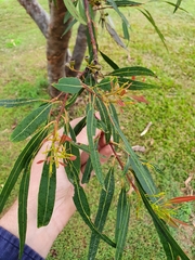 Eucalyptus curtisii