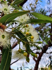 Eucalyptus curtisii