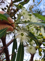 Eucalyptus curtisii
