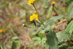 Urbanus proteus proteus