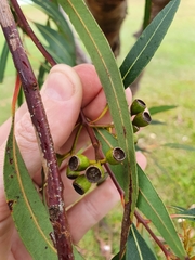 Eucalyptus curtisii