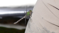 Ophiogomphus colubrinus