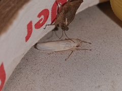 Cofana spectra