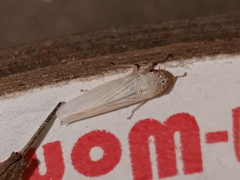 Cofana spectra