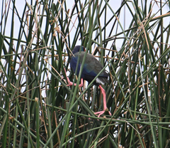 Porphyrio madagascariensis