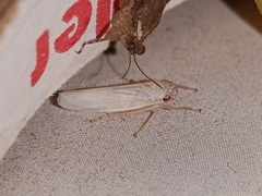 Cofana spectra