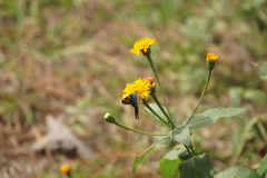 Urbanus proteus proteus