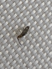 Entomobryidae