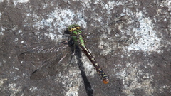 Ophiogomphus colubrinus