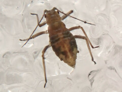 Euceraphis
