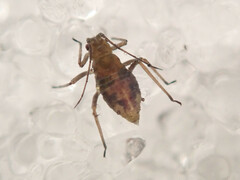 Euceraphis
