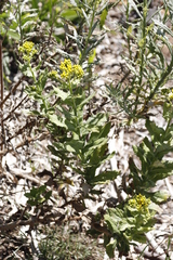 Senecio rigidus