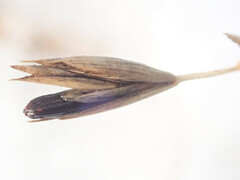 Claviceps purpurea
