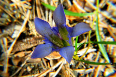 Gentiana autumnalis
