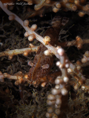 Leander tenuicornis