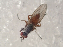Heteromyzinae