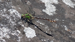 Ophiogomphus colubrinus