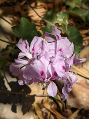 Pelargonium peltatum