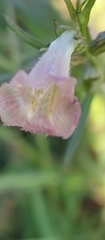Agalinis communis