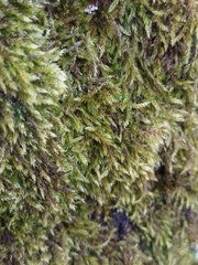 Hypnum cupressiforme