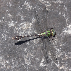 Ophiogomphus colubrinus