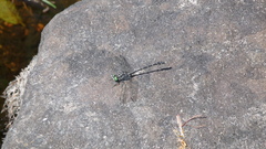 Stylogomphus albistylus