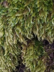 Hypnum cupressiforme