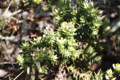 Aspalathus cordata